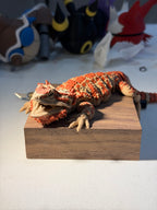 bearded dragon