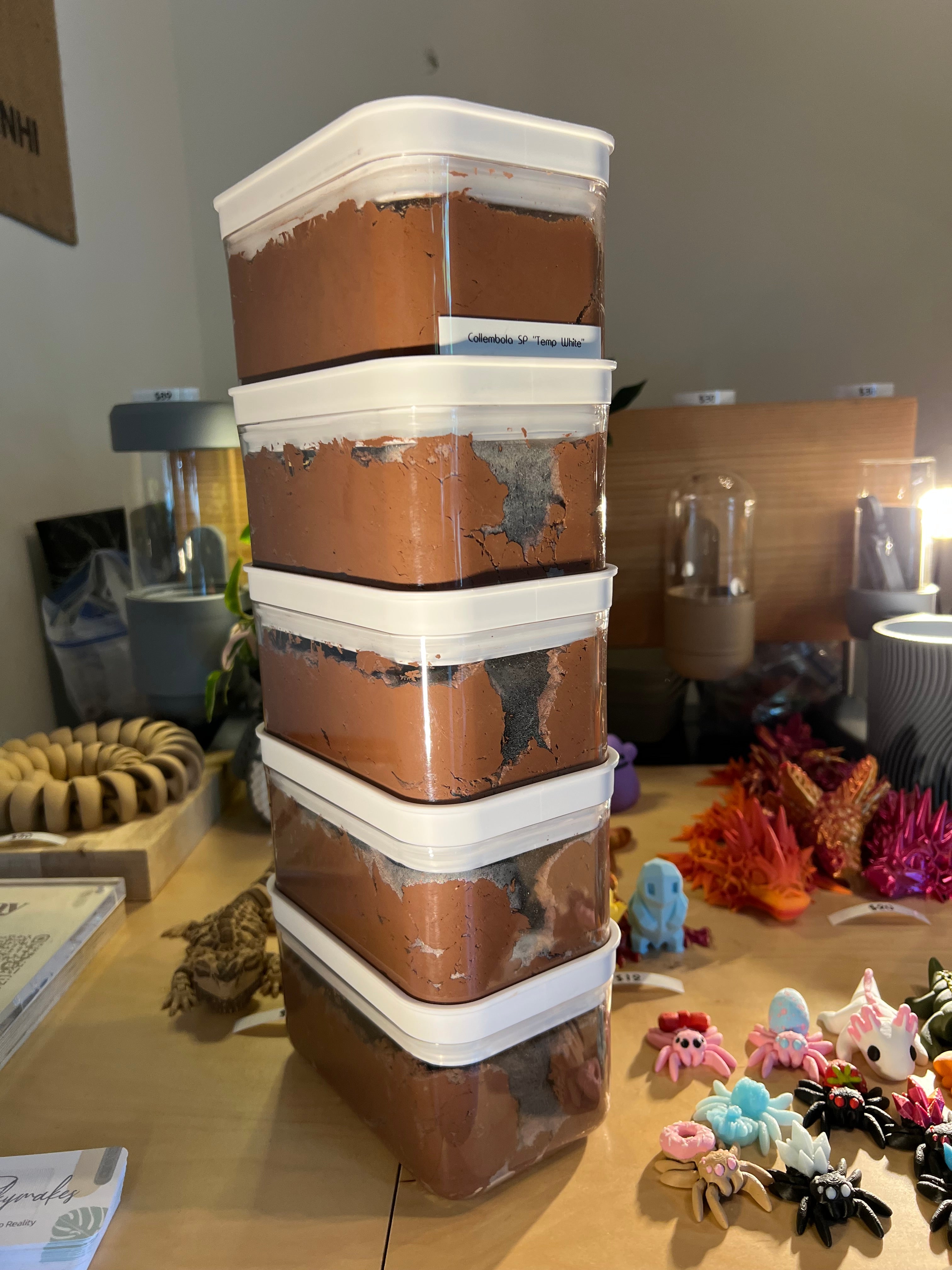 Calcium clay enclosure | Springtails culture