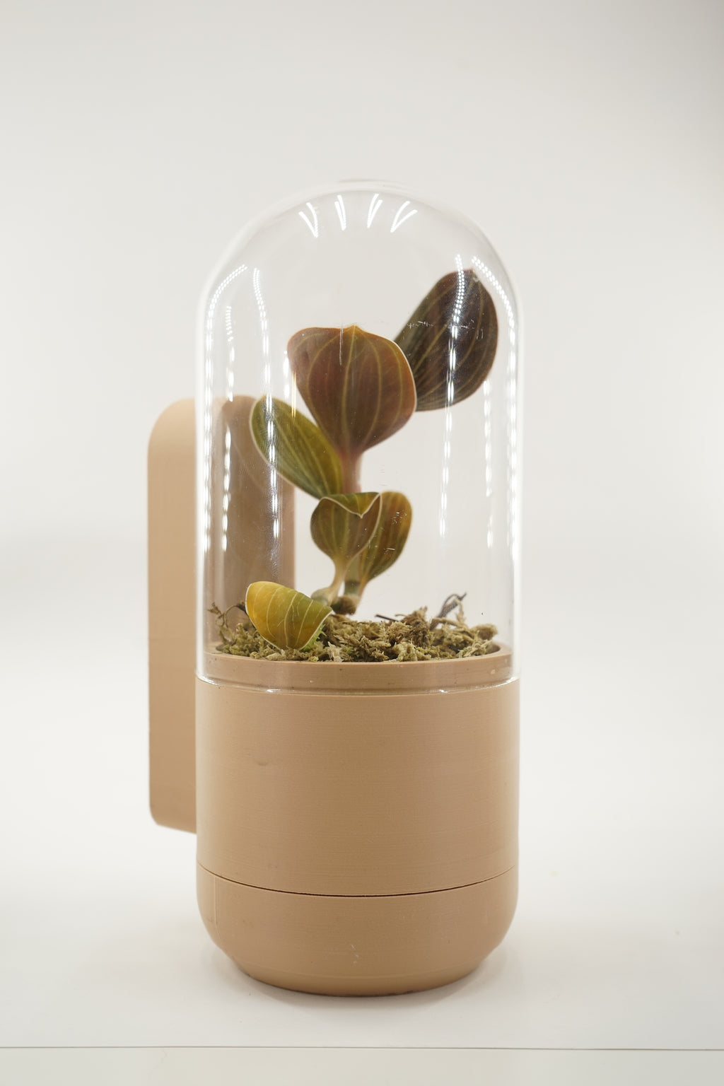 Marui | Dome glass pot