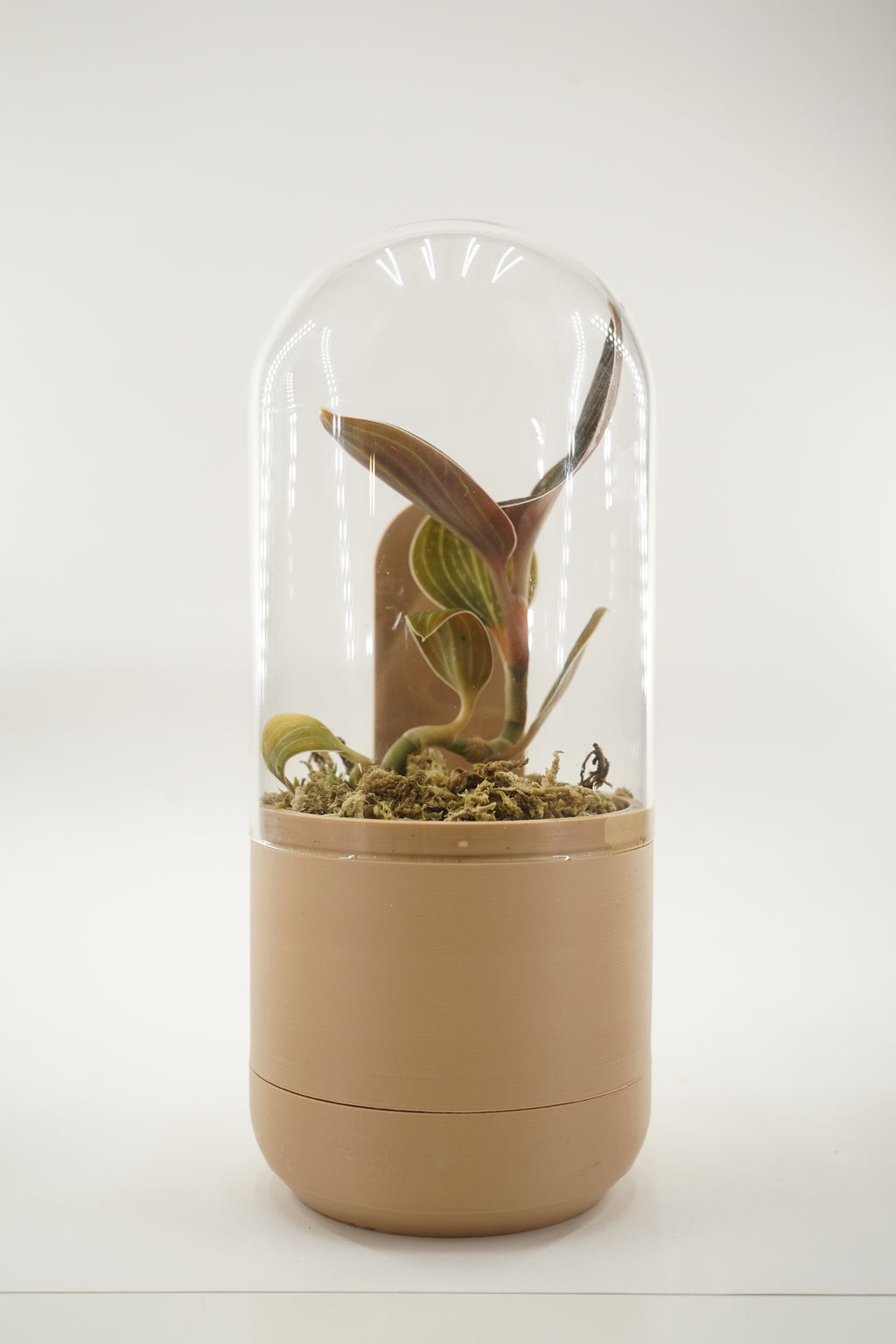 Marui | Dome glass pot