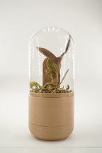 Marui | Dome glass pot