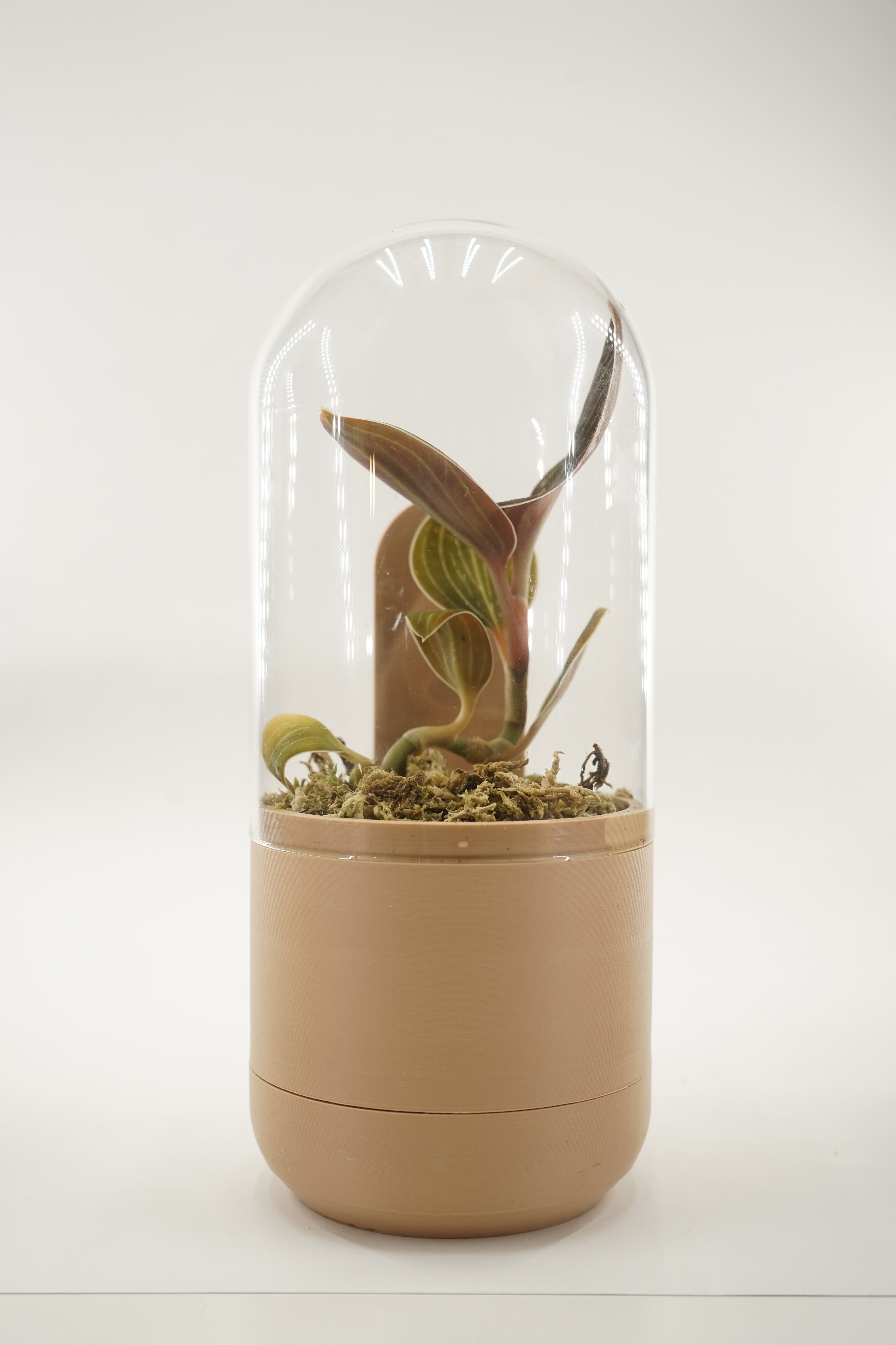 Marui | Dome glass pot