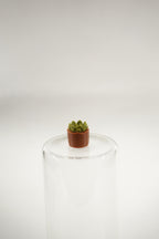 Echeveria Plant | Plants fridge magnet