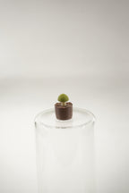 Mushroom Plant | Plants fridge magnet