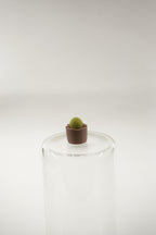 Conophytum Plant | Plants fridge magnet